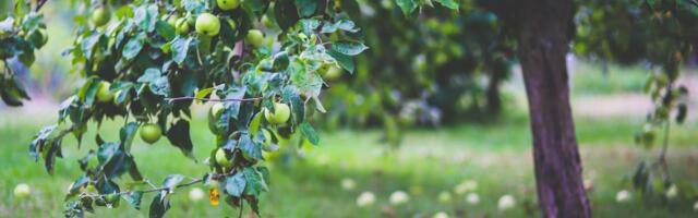 Tähtvere linnaosa kutsub Õunaõuepäevale!