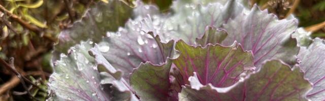 ILM SEPTEMBRIS | September kostitas nii soojarekordite kui ka miinuskraadidega