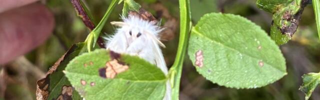 Armsam kui Labubu? Eestis elav valge ja karvane liblikas lööb nunnumeetri lakke