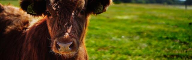 Euroopa Komisjon toetab põlvkonnavahetust põllumajanduses