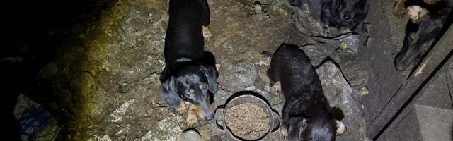 Raplamaal võeti omanikult ära 35 koera