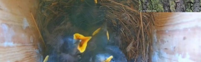 Reporter uurib noore kuldnokapere pesaelu