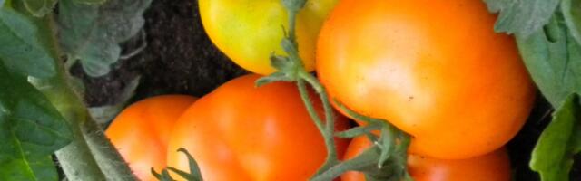 METK: Eestis aretatud oranživiljalised tomatisordid jõudsid sordilehele