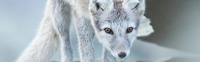 Eesti filmitootjatele eraldati arvukalt eurotoetusi