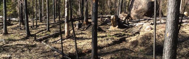 Kas elurikkus või süsinikuheide? Soomalsed peavad esimest olulisemaks