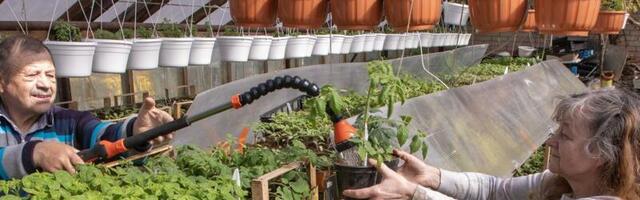 Tomatikasvatajad annavad nõu: milline sort valida ja kuhu see kasvama panna?