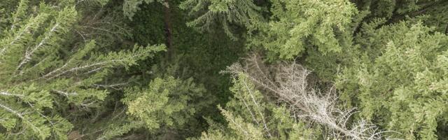 Huvi metsameetme toetuse vastu on suur, kuid eelarve liiga väike