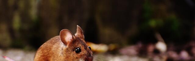 Soome lasteaias leti toidust hiir