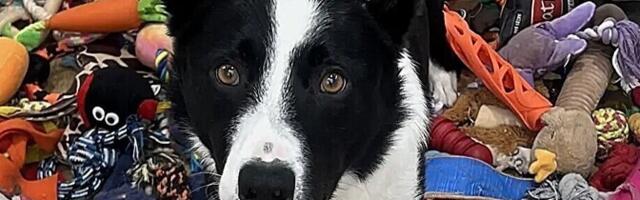 Geniaalsed koerad on uudishimulikud ja keskendumisvõimelised