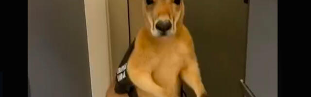 VIDEO: känguru tahtis lennata…