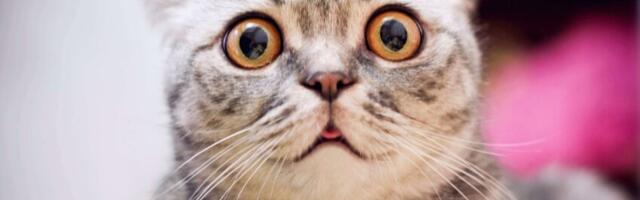 Eesti liigub loomaheaolus uuele tasemele: kohustuslik kiipimine ootab ees kõiki kasse ja tuhkreid