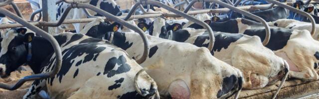 Põlva- ja Valgamaa lehmad paistavad silma suure piimaanniga