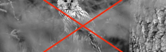 Eesti Metsa Abiks: Kas oleme kaotamas austust looduse vastu?