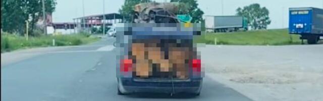 Ovaj snimak je izazvao raspravu među Balkancima: Jedni kritikuju vozača "pasata", a za druge je genijalac