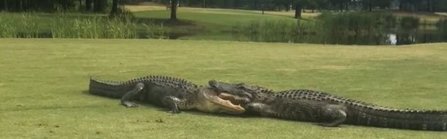 Golfar sattus peale alligaatorite olelusvõitlusele
