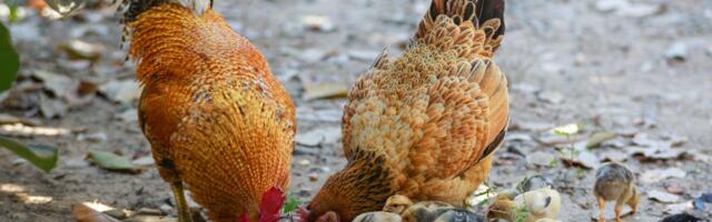 Raplamaal tuvastati kodulindudel lindude gripi tüvi H5N1