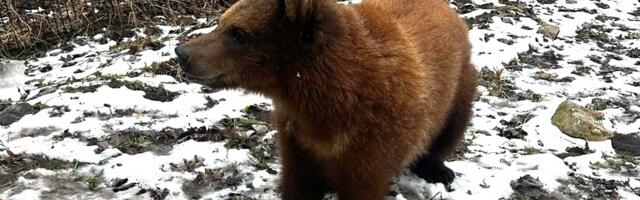 Elistvere loomapargi külastajaid rõõmustab vahva karutüdruk