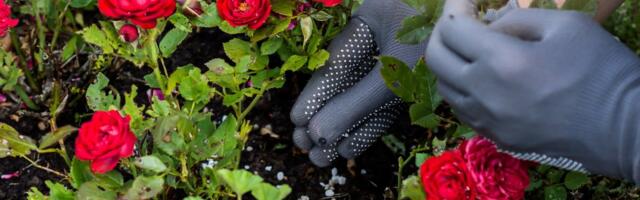 JUHIS | Väetamine ja mulla kobestamine: just need on kõige olulisemad aiatööd augustis