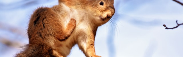 Fotolugu: kirburalli