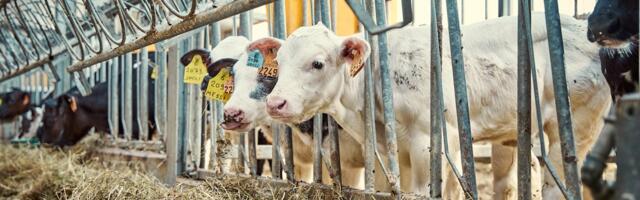 Keskkonnaamet on võtnud menetlusse Bioforce Laatre keskkonnakompleksloa taotluse