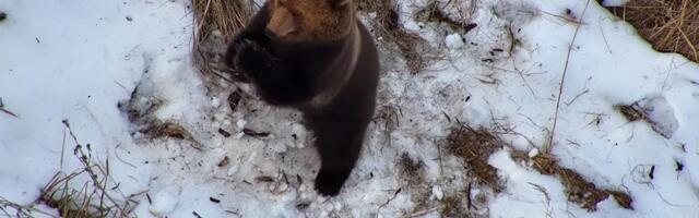 VIDEO | Kadunud inimest otsima läinud droon jäädvustas talveunest ärganud karu