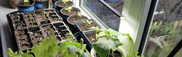 Kasvatame tomateid aknalaual või rõdul