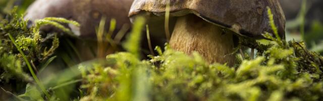 Eesti Loodusmuuseumi seenenäitus tegi iseseisvuse taastanud Eesti aja külastajarekordi