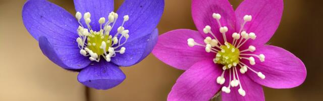 Keila edestab Berliini, Roomat ja Tokyot