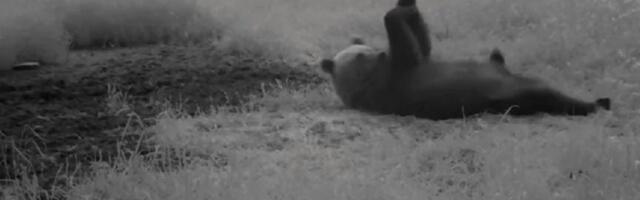 VIDEO | Harjumaal jäi rajakaamerasse võimlev karu