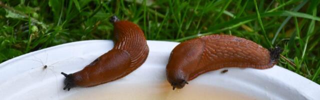 LUGEJAKIRI | Jahmatav on raev, millega tigusid tapetakse! Korjake, lömastage, keetke, pistke happesse...