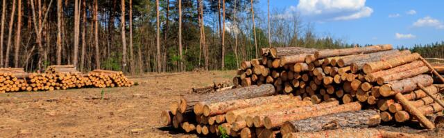 Küsimused ja vastused kasvava metsa raieõiguse ja metsamaterjali deklareerimisest