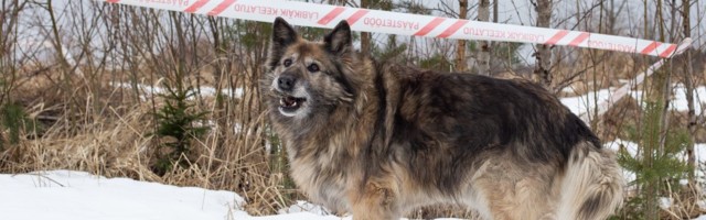 Koera neelanud šurfiauk aeti kinni