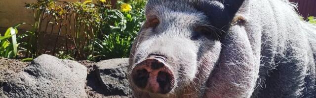 Põnevad loomad ja linnud: eestlased tutvustavad oma peres sirguvaid lemmikloomi