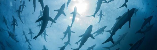 Looduskaitsjad hoiatavad, et koroonavaktsiini tootmiseks võidakse tappa kuni 500 000 haid