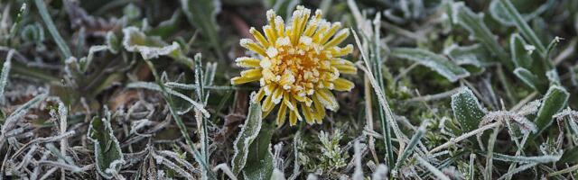 Uus nädal toob tugevamad öökülmad