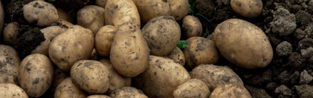 Kartulihoidlate seire: ohtlikke kahjustajaid ei leitud