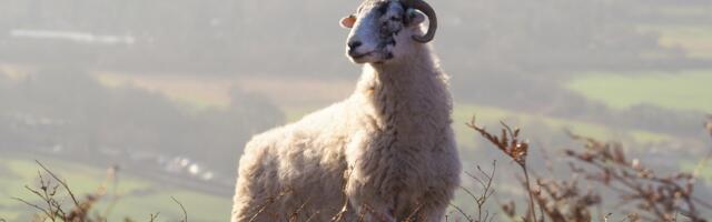 Mihklipäevaga saab suvi läbi