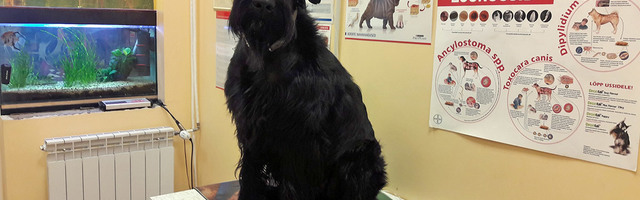 Loomad vajavad abi ka kriisi ajal