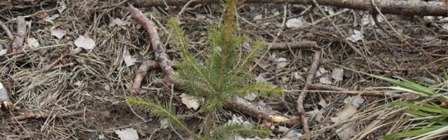 Euroopa teadlaste ühispöördumine: metsade tark majandamine on bioloogilise mitmekesisuse säilitamise alus
