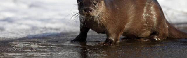 SAARMAS VALITI 2024. AASTA LOOMAKS