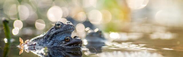 Saa osa konnapulmast – algab kahepaiksete vabatahtliku seire hooaeg