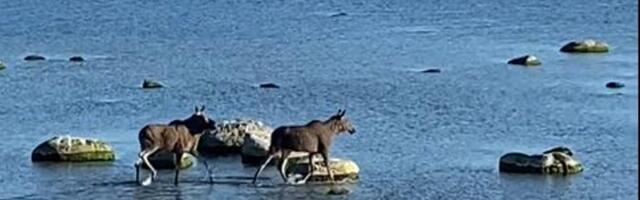 VIDEO | Metsloomad linnas! Pirita tee ääres võis täna hommikul meres näha jalutamas kahte põtra