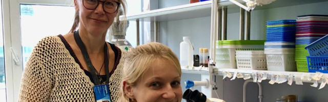 Tehnikaülikooli teadlased leidsid tüütule äädikakärbsele mõtte – teda saab kasutada ohtliku ajuhaiguse uurimiseks