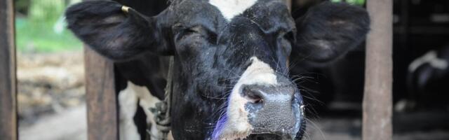 Ohtlik suu- ja sõrataud jõudis Euroopasse, ka Eesti loomapidajad peavad olema valvel