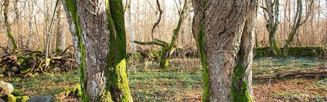 Jaak Uibu: müüt Philemonist ja Baukisest kõrvuti Loti looga