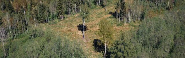 IKEA sai loa osta Lätis Södra metsad