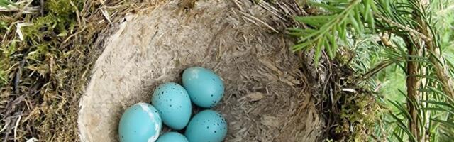 Pesitsusrahu kaitseks on peatatud 12 raiet, neist üks Valgamaal