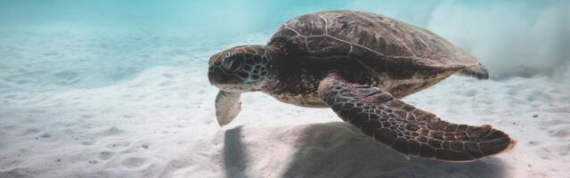 Loodusõhtu „Haruldased külalised – nahkkilpkonn ja teised eksoodid“