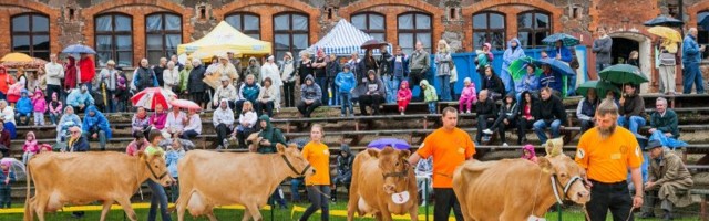 Facebook takistab Eesti maaelu? Haruldast tõugu Eesti lehmadele uue peremehe otsimine lõppes blokeeringuga sotsiaalmeediast