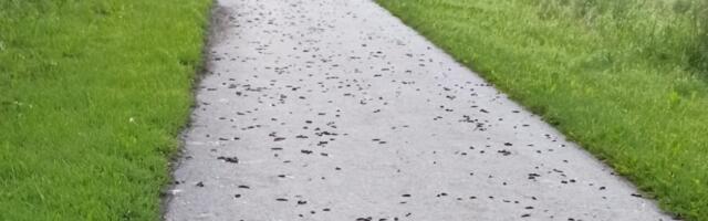 LIMANE DRAAMA VIIMSIS | Nälkjad vallutasid mõisapargi, rahvas kutsub vallavalitsust appi